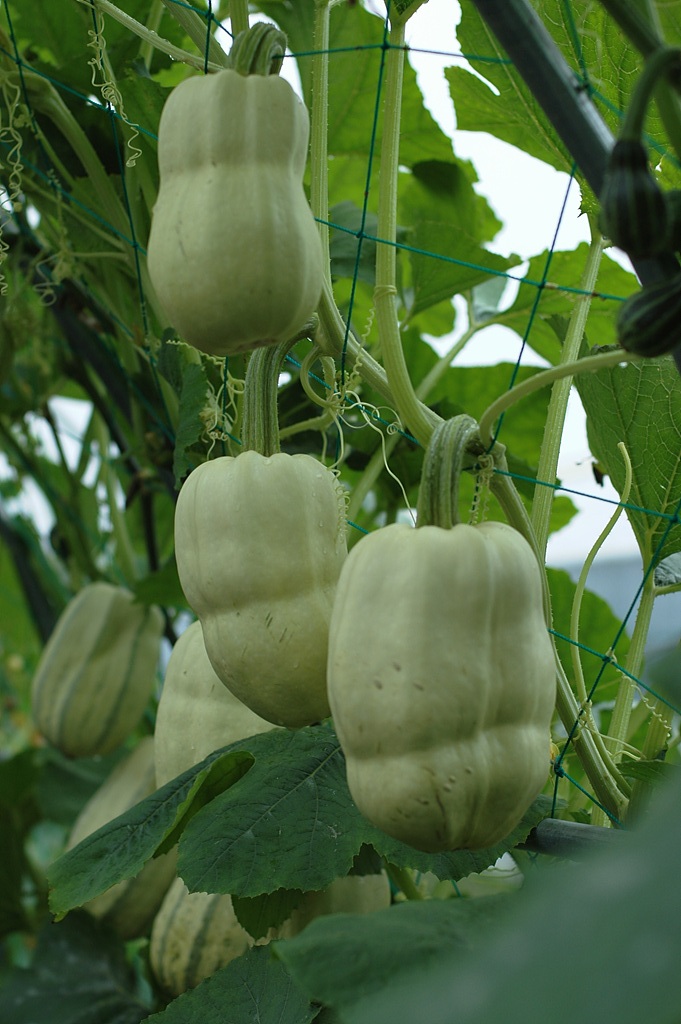 호박 - squash, Cucurbita moschata Duchesne