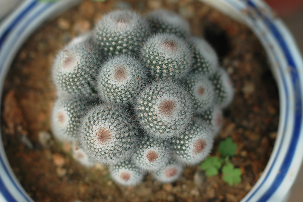 선인장 - Opuntia ficus-indica Mill.