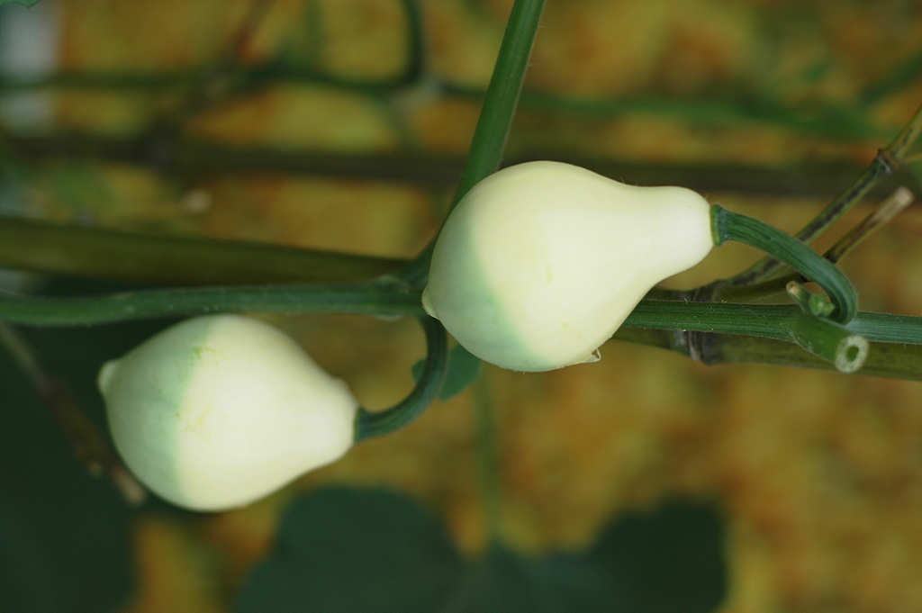 호박 - squash, Cucurbita moschata Duchesne
