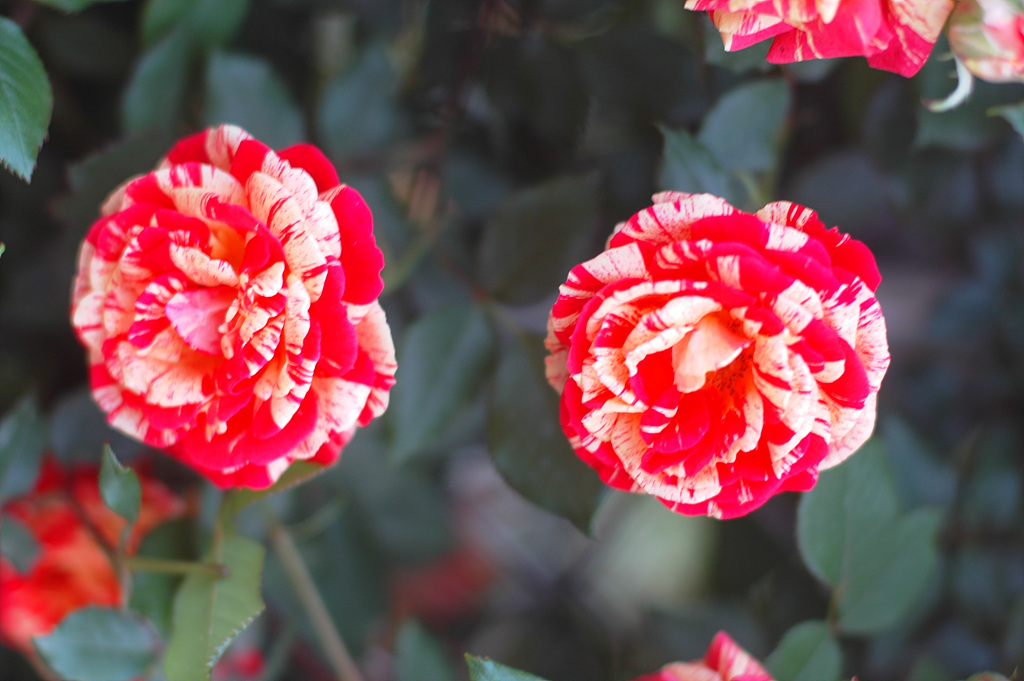 장미 - Rose, Rosa hybrida