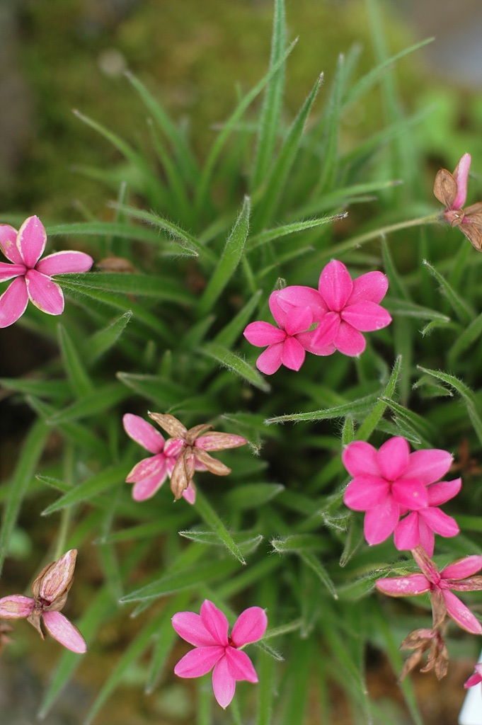 설난 - Rhodohypoxis