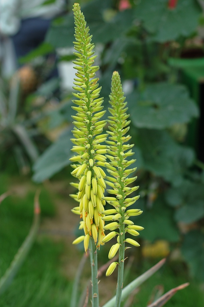 니포피아 - Kniphofia, Kniphofia uvaria Hook