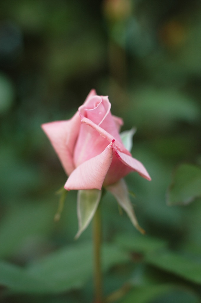 장미 - Rose, Rosa hybrida