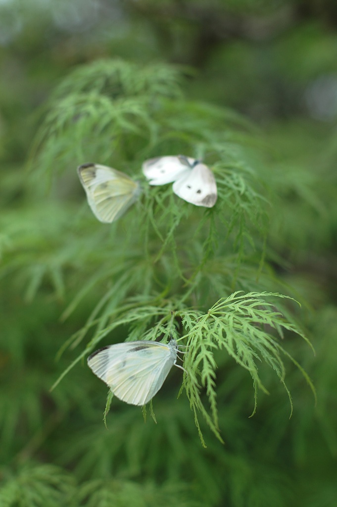 단풍나무 - Acer palmatum Thunb. ex Murray, Acer palmatum Thunb. ex Murray