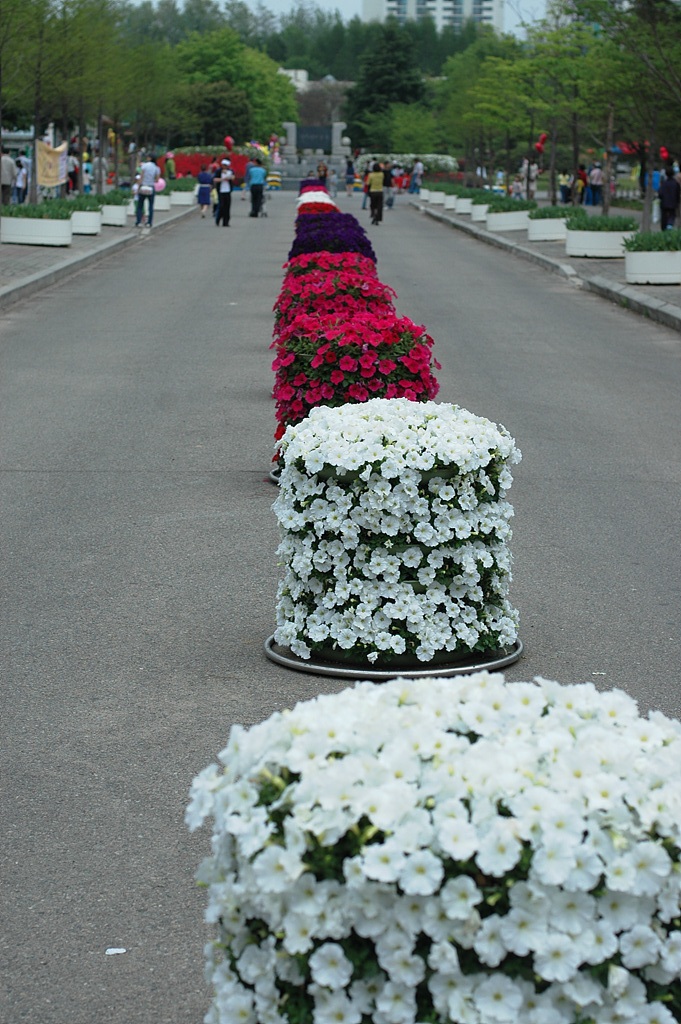 페튜니아 - Common Garden Petunia, Petunia hybrida