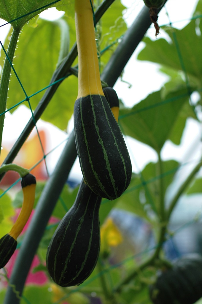 호박 - squash, Cucurbita moschata Duchesne