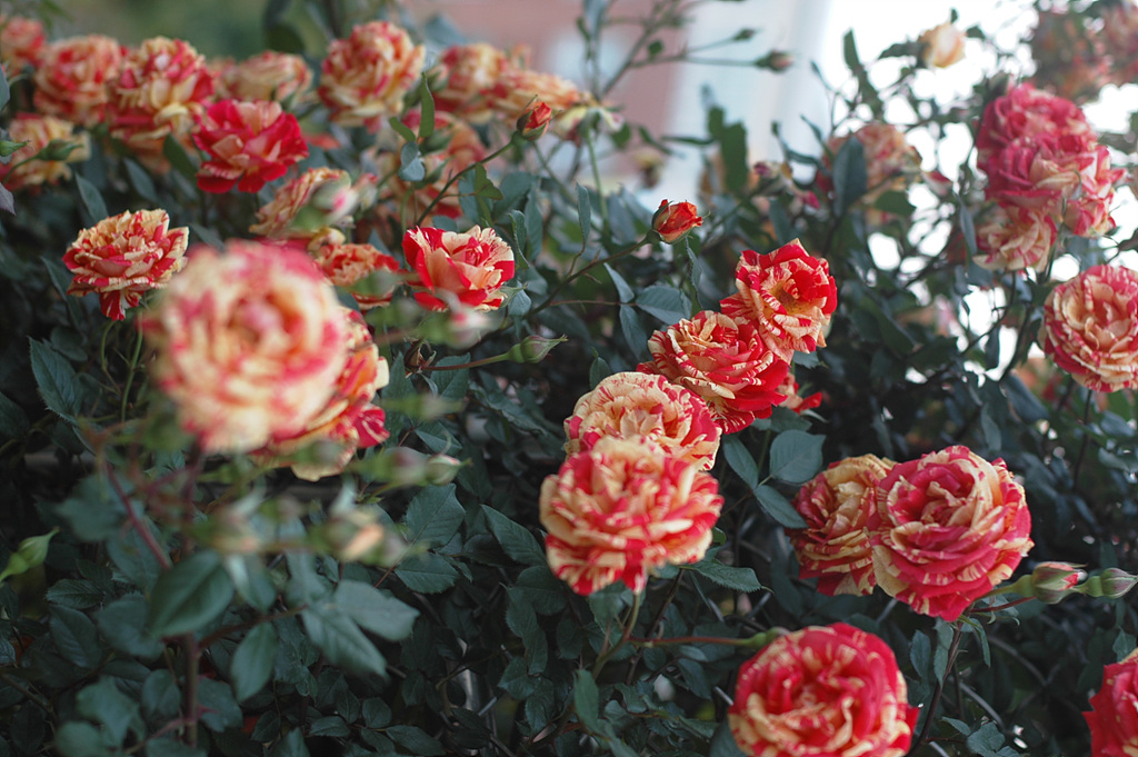 장미 - Rose, Rosa hybrida