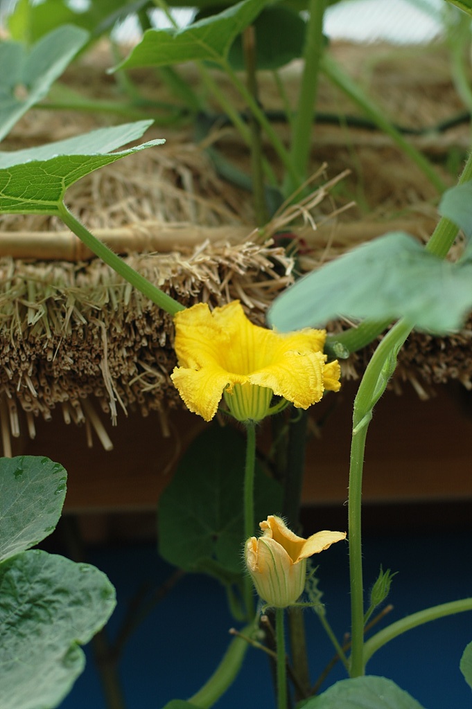 호박 - squash, Cucurbita moschata Duchesne