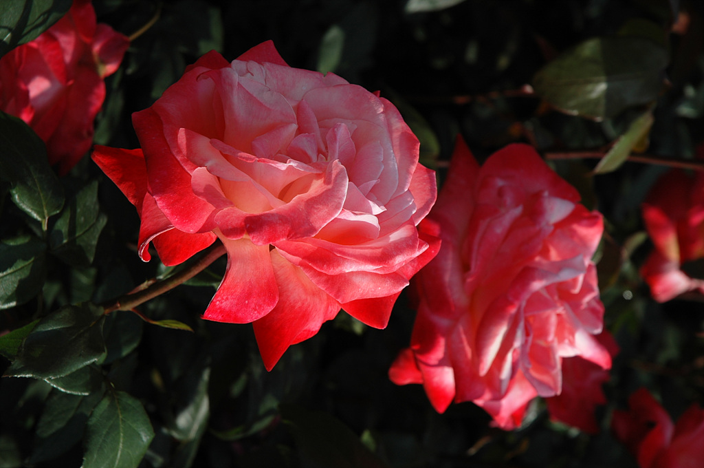 장미 - Rose, Rosa hybrida