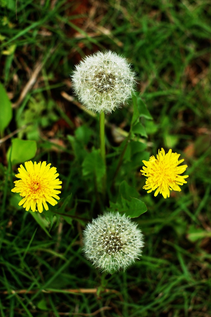 민들레 - dandelion, Taraxacum mongolicum