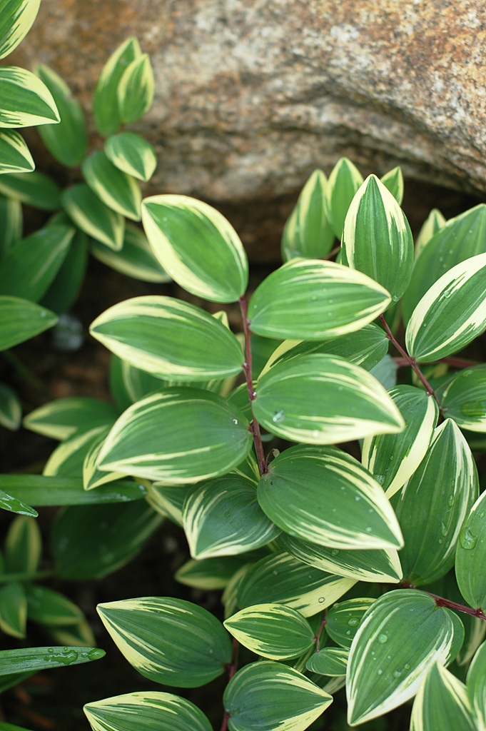 둥굴레 - ㅋㅋ, Polygonatum odoratum var.pluriflorum