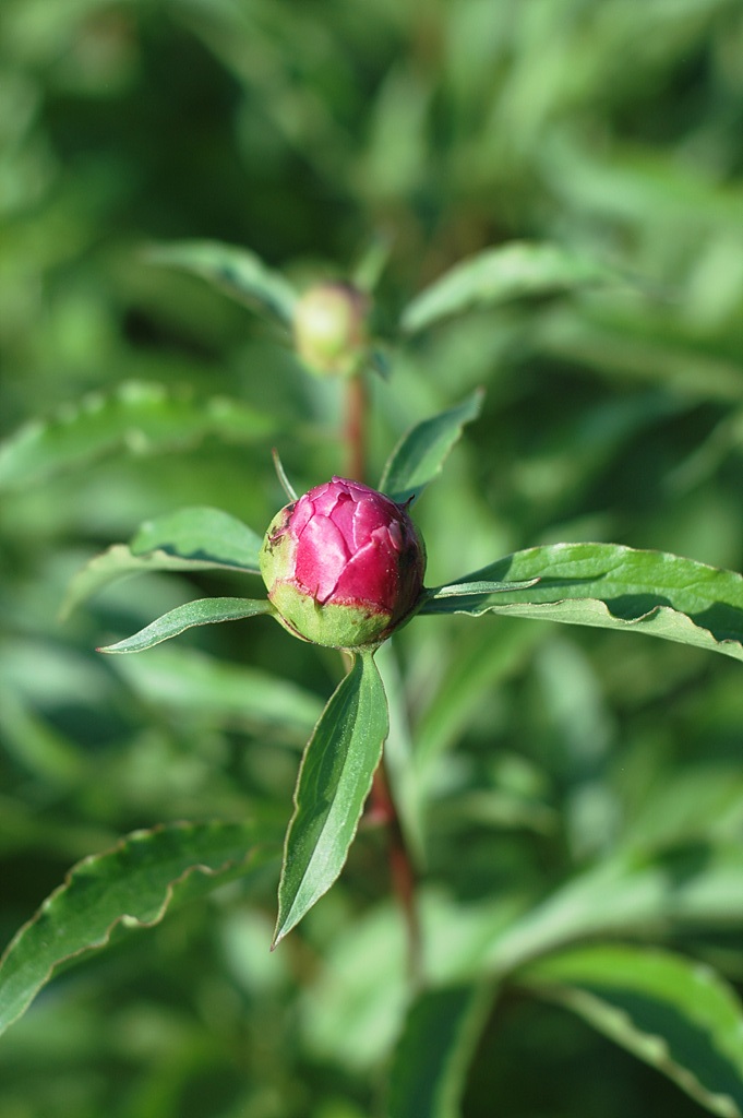 작약 - Chinese peony, Paeonia lactiflora Pall.