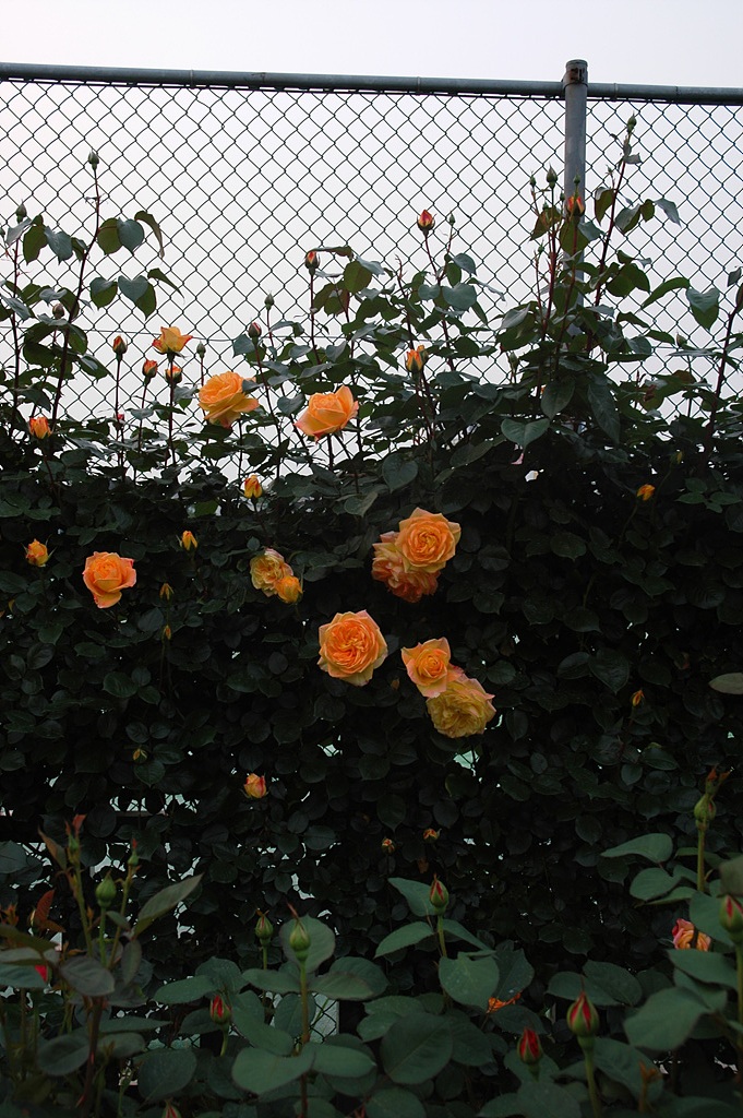 장미 - Rose, Rosa hybrida
