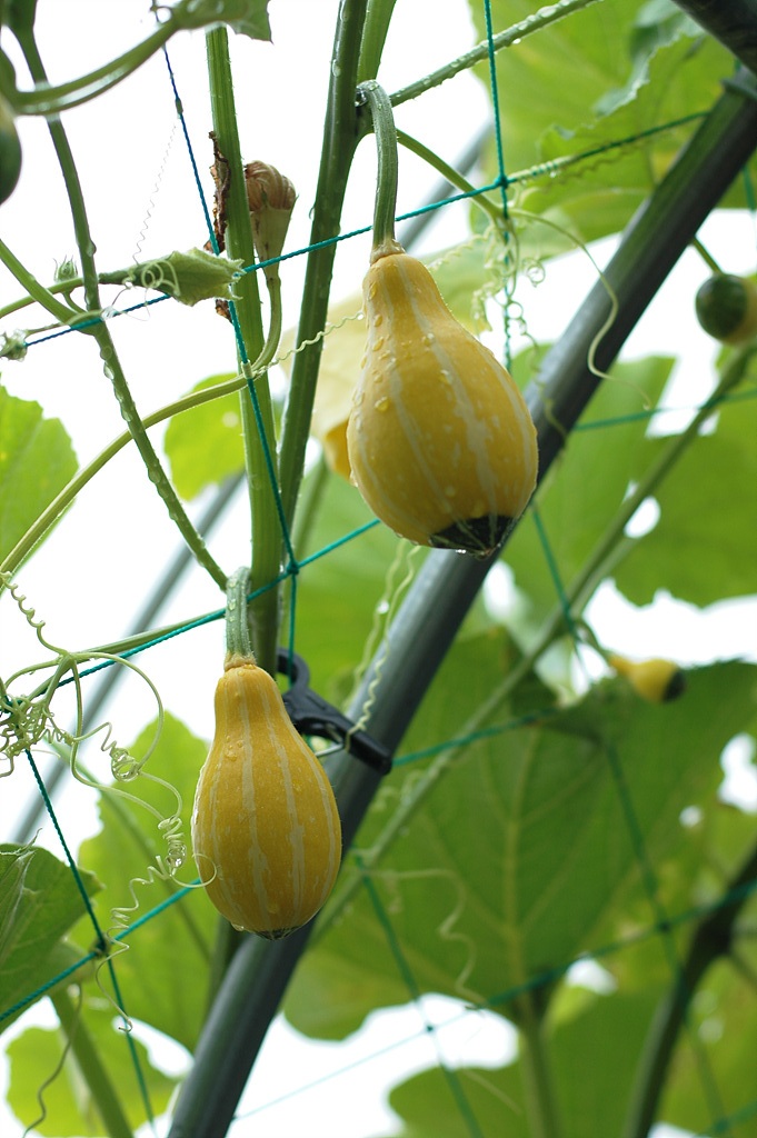 호박 - squash, Cucurbita moschata Duchesne