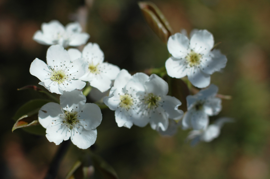 배나무 - pear tree, Pyrus pyrifolia var.culta
