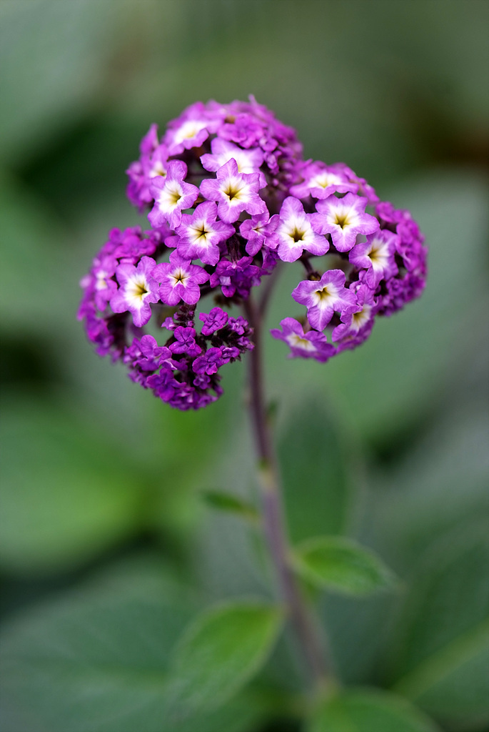 헬리오트롭 - Heliotropium peruviana, Heliotropium arborescens