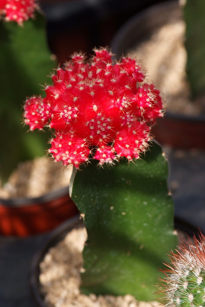 선인장 - Opuntia ficus-indica Mill.