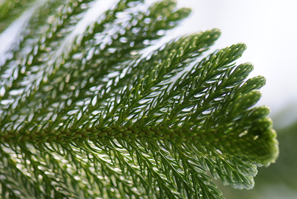 아라우카리아 - Norfolk Island Pine, Araucaria heterophylla (Salisb.) Franco
