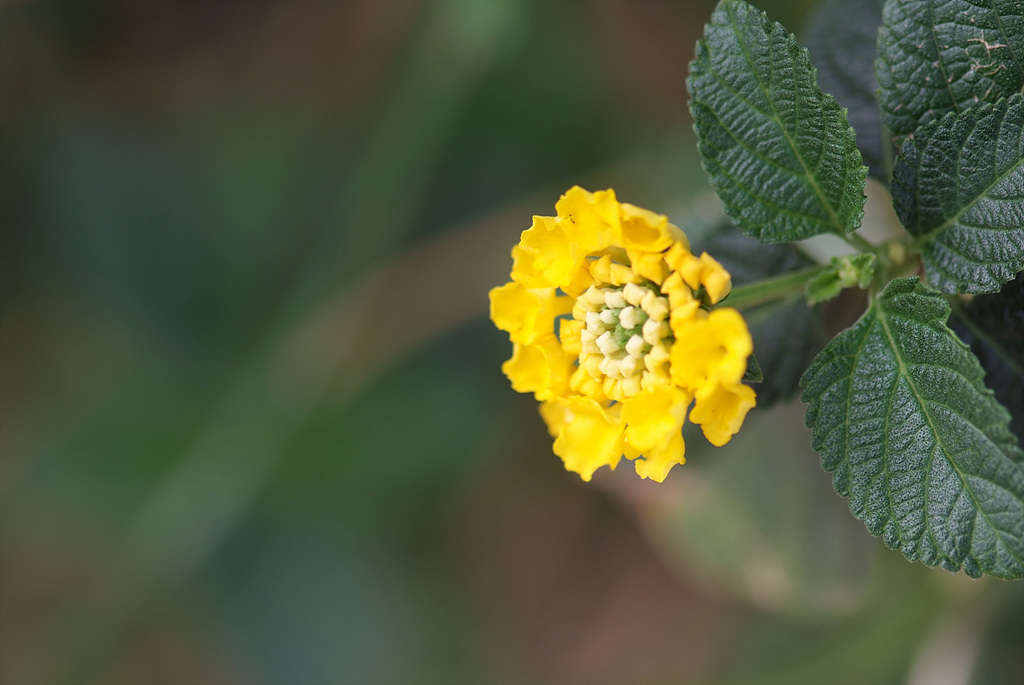 란타나 - Spanish Flag, West Indian Lantana, Lantana camara