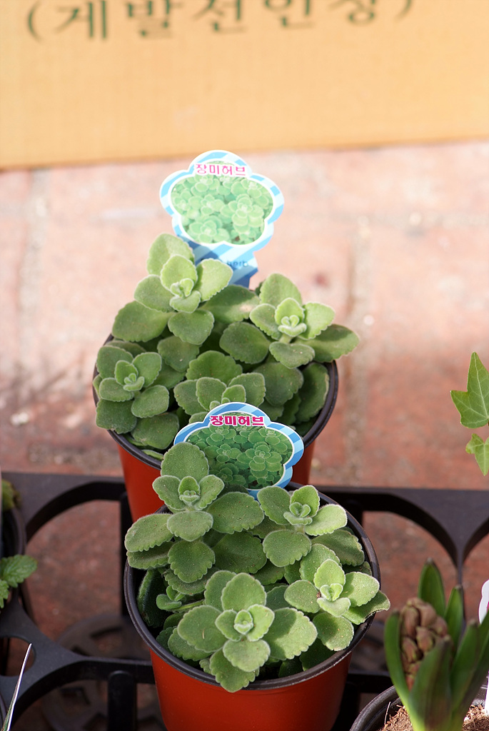 장미허브 - Vicks plant, Plectranthus tomentosa