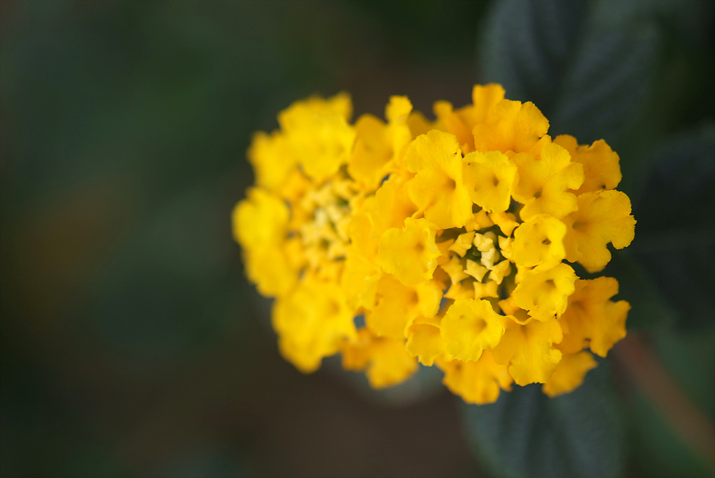 란타나 - Spanish Flag, West Indian Lantana, Lantana camara