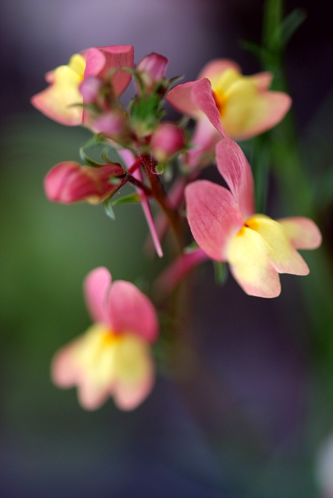 리나리아 - Clovenlip Toadflax, Linaria bipartita