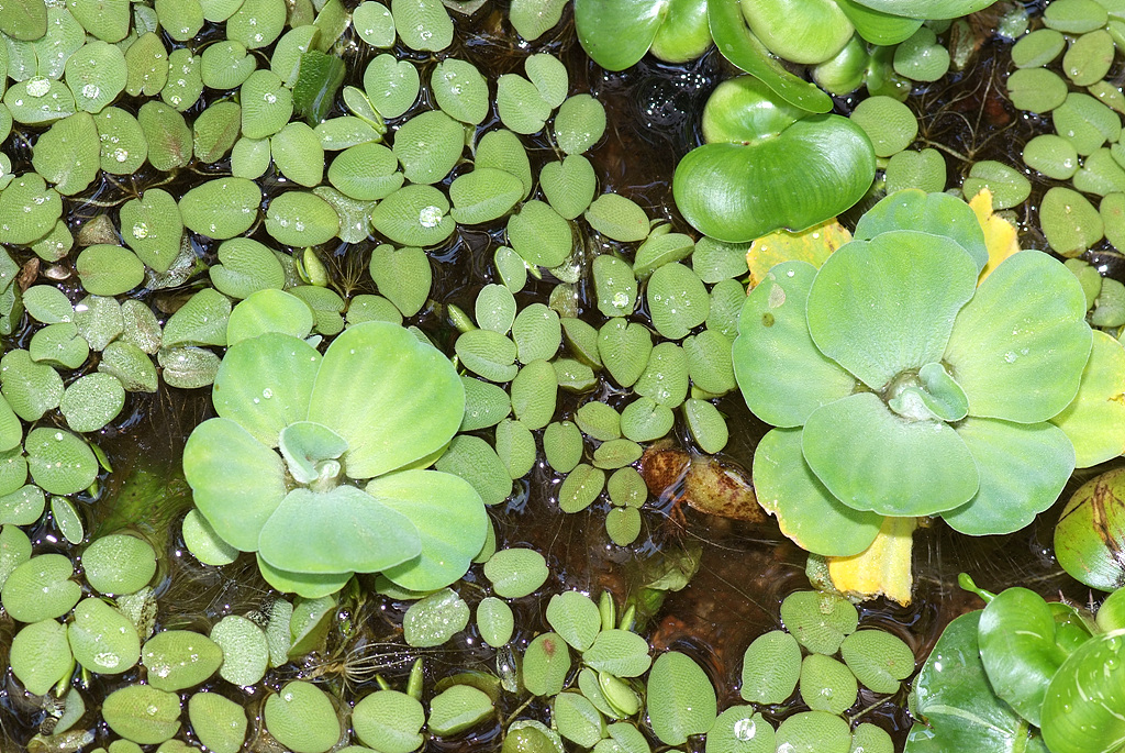 물배추 - water Lettuce, Pistia straiotes L.