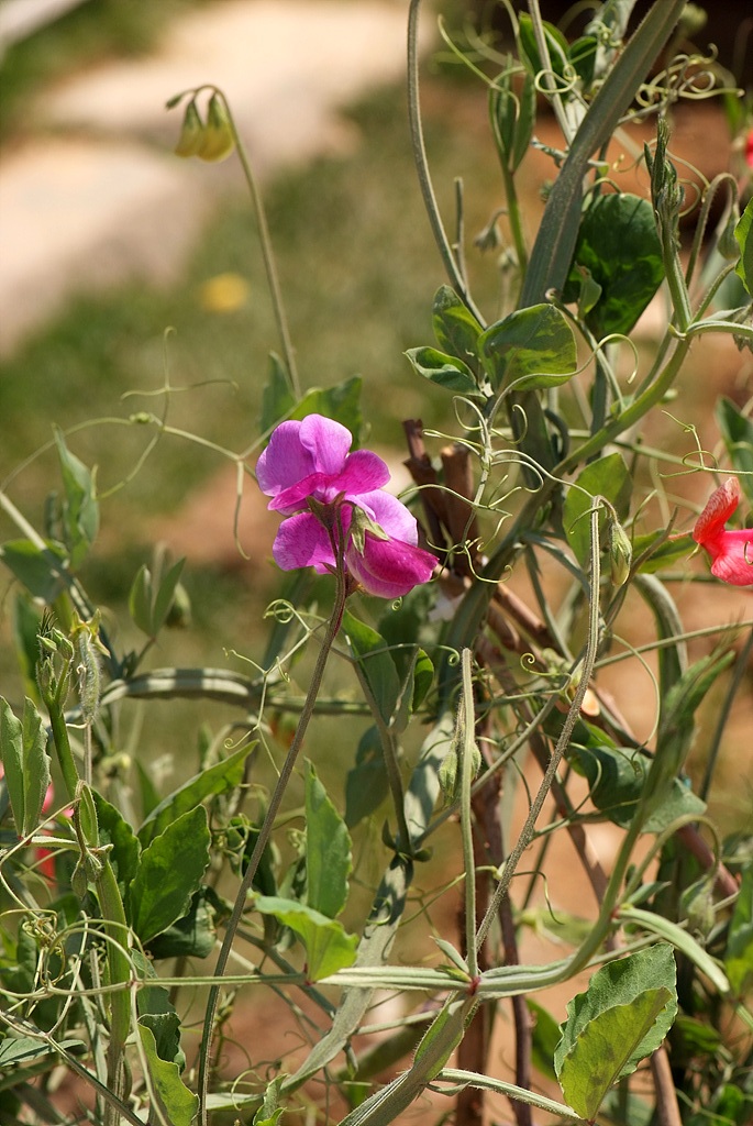 스위트피 - Sweet pea, Lathyrus odoratus L.