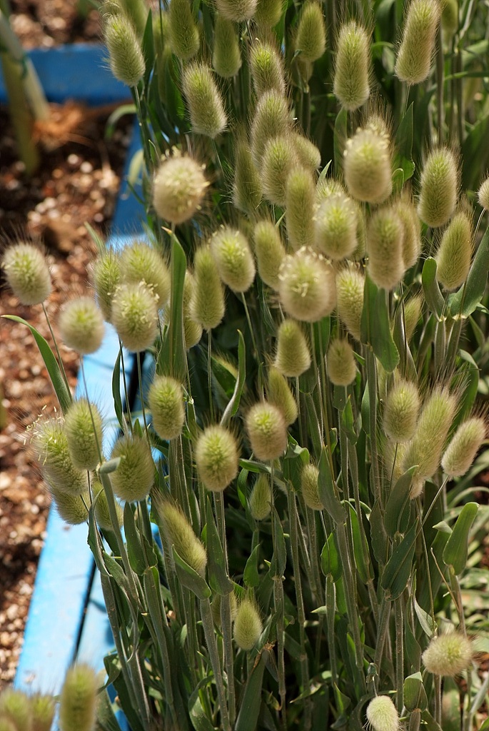 바니테일 - Bunny Tail, Lagurus ovatus L.