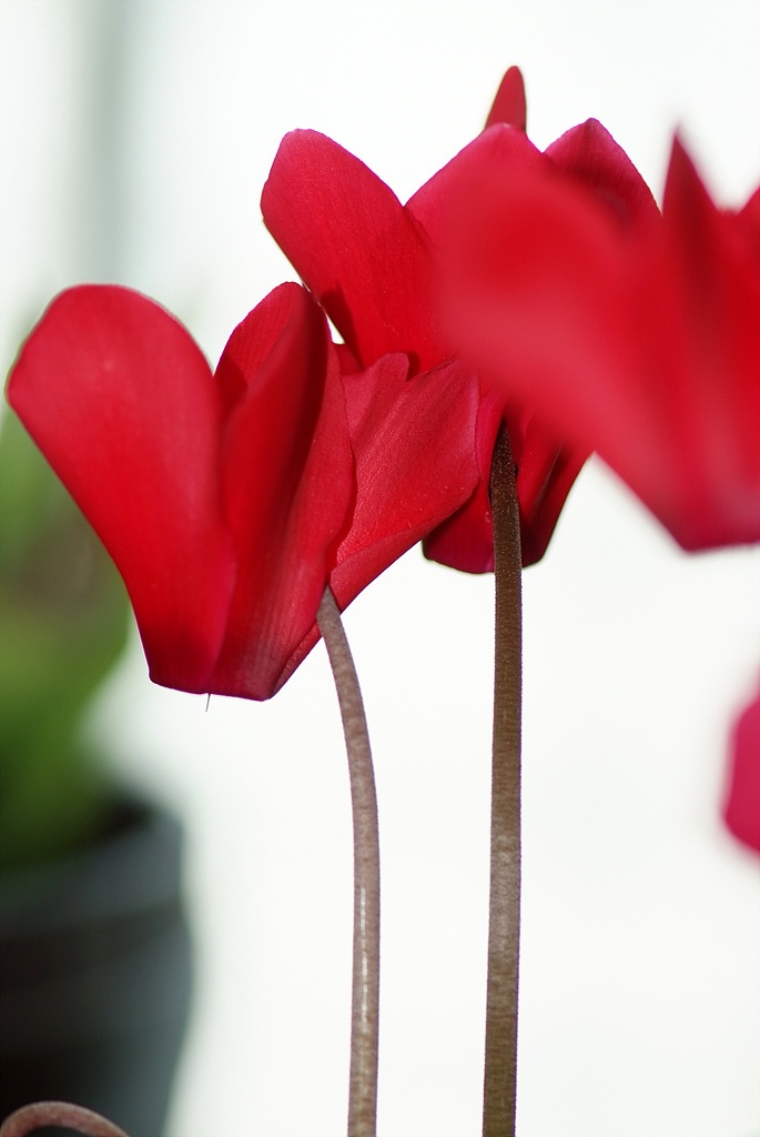 시클라멘 - 시클라멘 펠시쿤, Cyclamen persicum