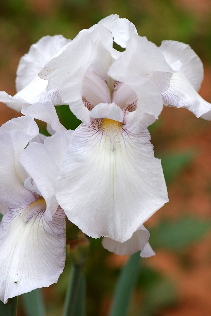 독일붓꽃 - German iris, Iris germanica L.