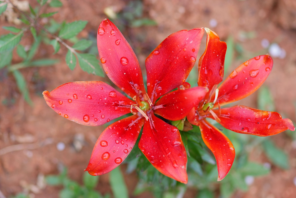 백합 - Lily, Lilium longiflorum Thunb.