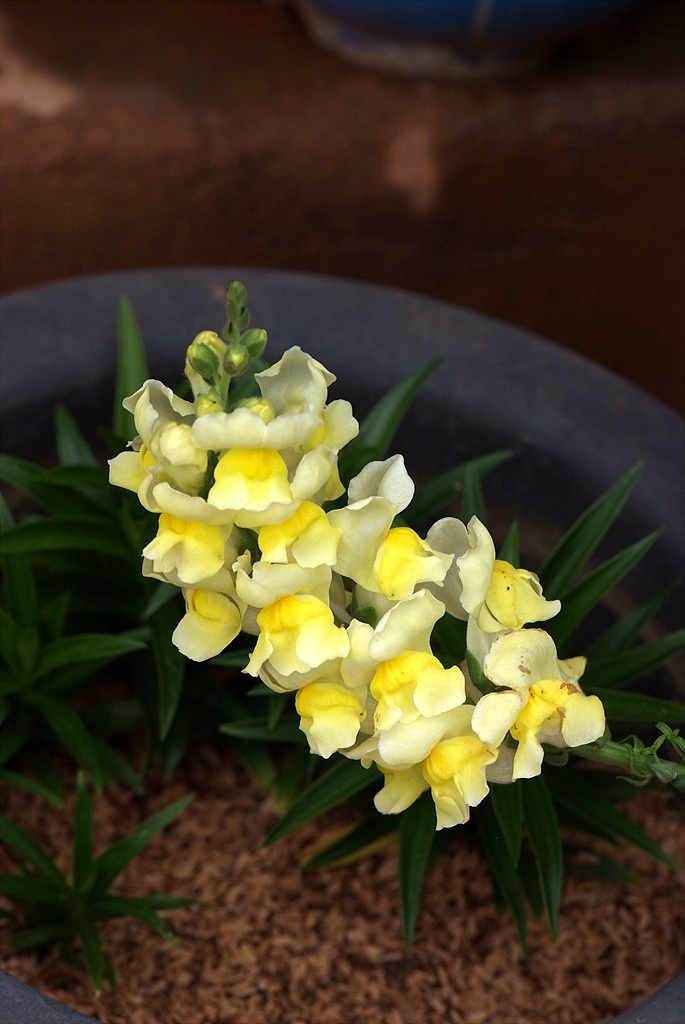 금어초 - snapdragon, Antirrhinum majus