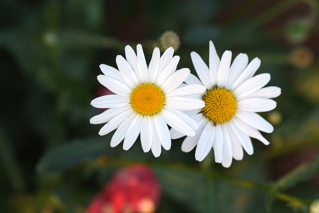 샤스타데이지 - Shasta daisy, Leucanthemum x superbum