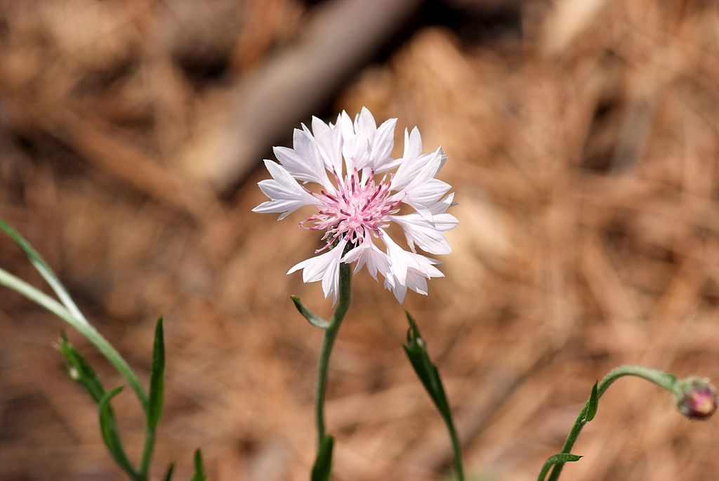 수레국화 - Cornflower, Centaurea cyanus L.