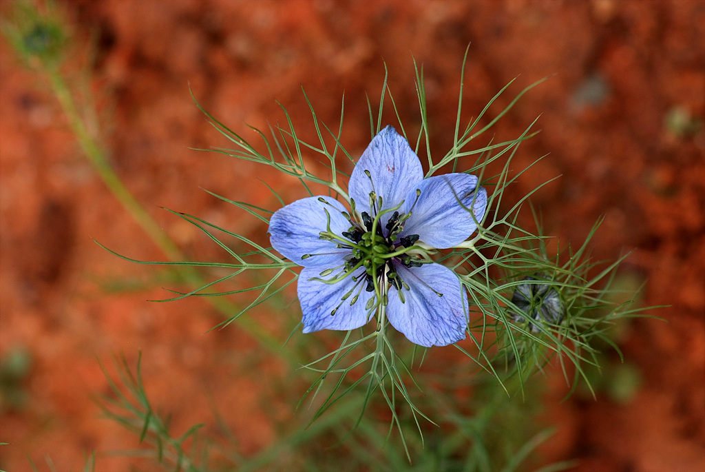 니켈라 - ragged lady, devil in the bush, Nigella damascena