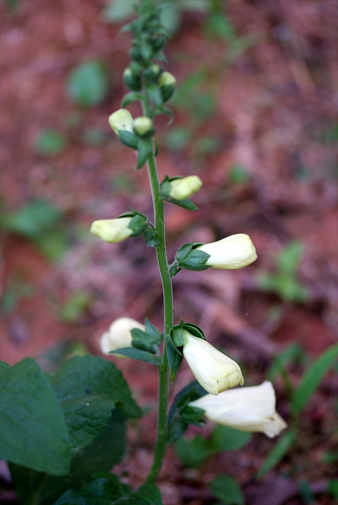 디기탈리스 - Digitalis, Digitalis purpurea L.