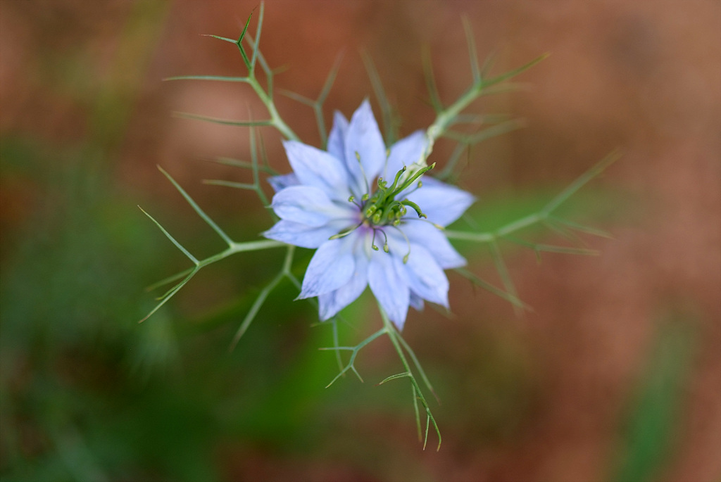 니켈라 - ragged lady, devil in the bush, Nigella damascena