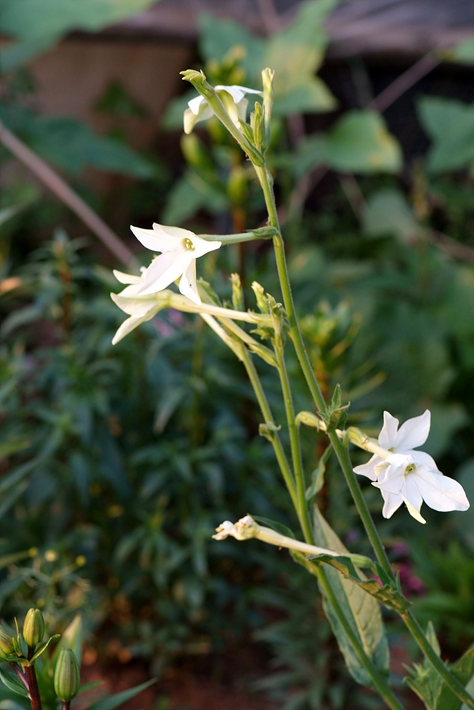 담배꽃 - Nicotiana sanderae Sander