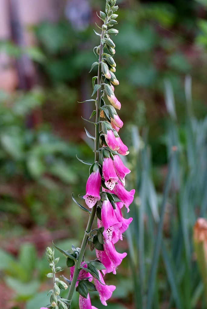 디기탈리스 - Digitalis, Digitalis purpurea L.