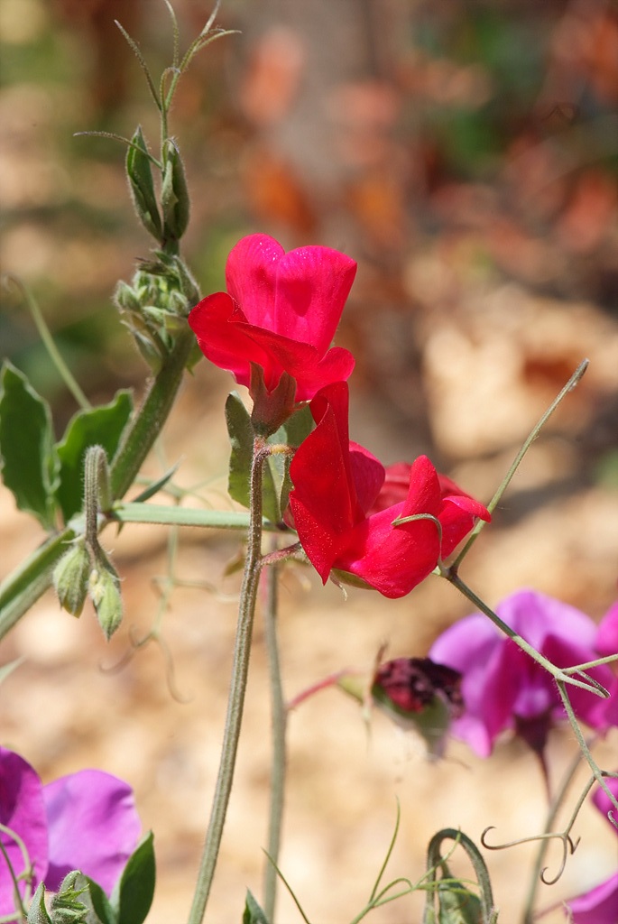 스위트피 - Sweet pea, Lathyrus odoratus L.