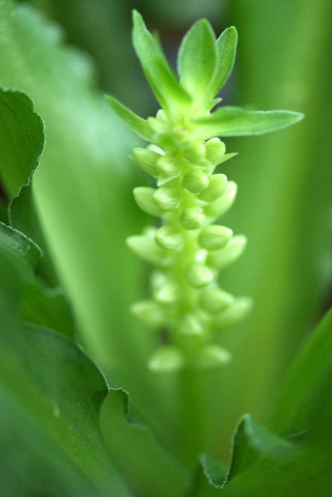 파인애플릴리 - Pineapple Lily, pineapple flowers, Eucomis