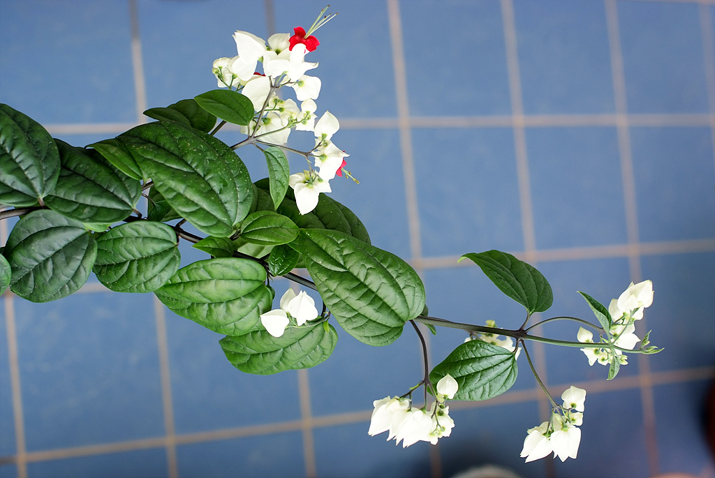 클레로덴드럼 톰소니에 - Bleeding-heart vine, Clerodendrum Thomsoniae