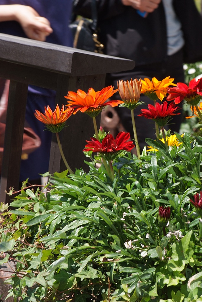가자니아 - Gazania, Gazania rigens (L.) Gaertn.