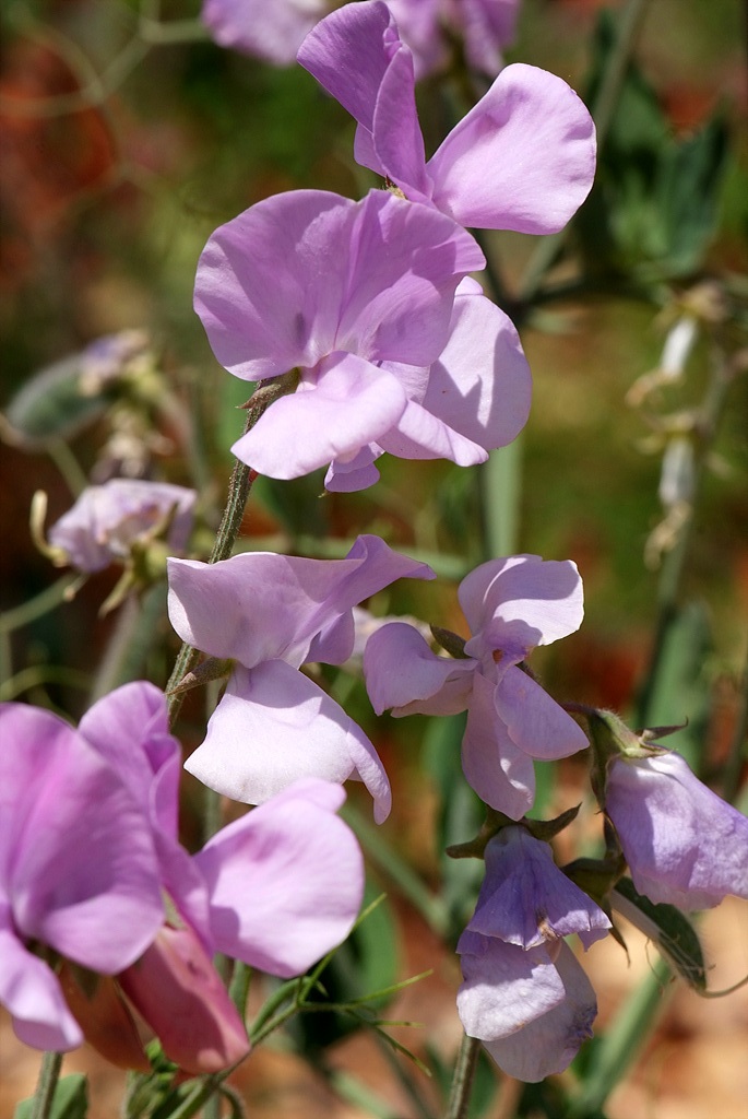 스위트피 - Sweet pea, Lathyrus odoratus L.