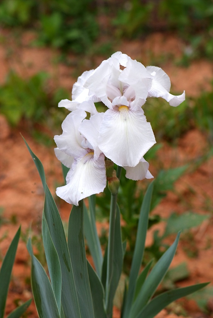 독일붓꽃 - German iris, Iris germanica L.