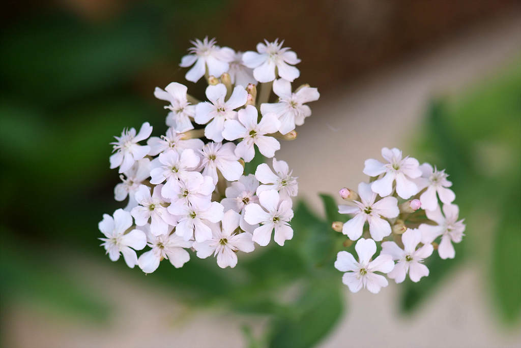 끈끈이대나물 - Silene armeria