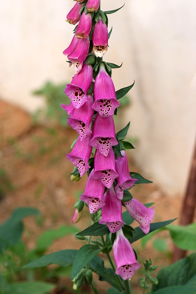 디기탈리스 - Digitalis, Digitalis purpurea L.