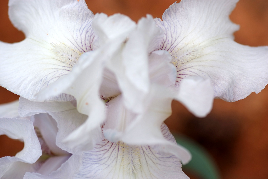 독일붓꽃 - German iris, Iris germanica L.