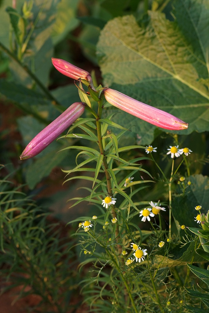 백합 - Lily, Lilium longiflorum Thunb.